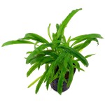 亚比椒草-缩略图-6