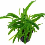 亚比椒草-缩略图-8