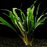 亚比椒草-缩略图-9