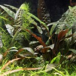 阿芬椒草-缩略图-1