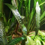 阿芬椒草-缩略图-2