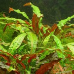 阿芬椒草-缩略图-4