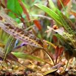 阿芬椒草-缩略图-5