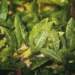 阿芬椒草-缩略图-6