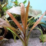 红亚比椒草-缩略图-1