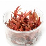 红亚比椒草-缩略图-2