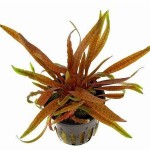 红亚比椒草-缩略图-3