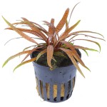 红亚比椒草-缩略图-4