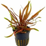 红亚比椒草-缩略图-5