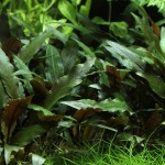 贝克椒草-缩略图-1