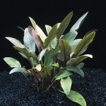 贝克椒草-缩略图-2