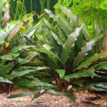 贝克椒草-缩略图-3