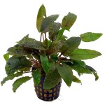 贝克椒草-缩略图-4