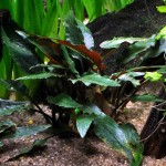 贝克椒草-缩略图-5