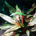 贝克椒草-缩略图-6