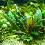 贝克椒草-缩略图-7