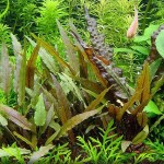 贝克椒草-缩略图-8