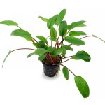 绿萼椒草-缩略图-1