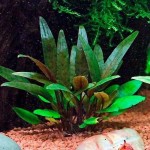 绿萼椒草-缩略图-3