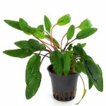 绿萼椒草-缩略图-4