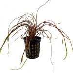 线叶椒草-缩略图-1