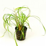 线叶椒草-缩略图-2