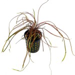 线叶椒草-缩略图-3