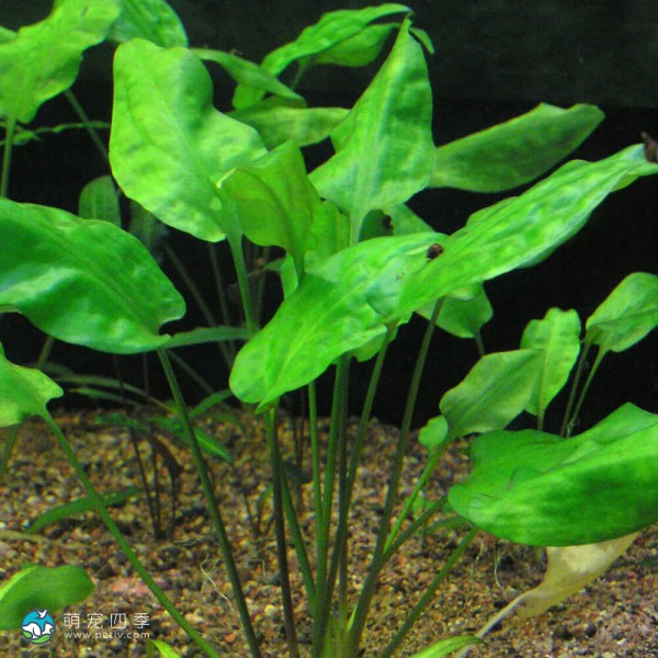 大红桃叶椒草-1