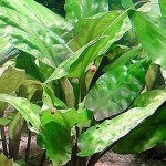 大红桃叶椒草-缩略图-2