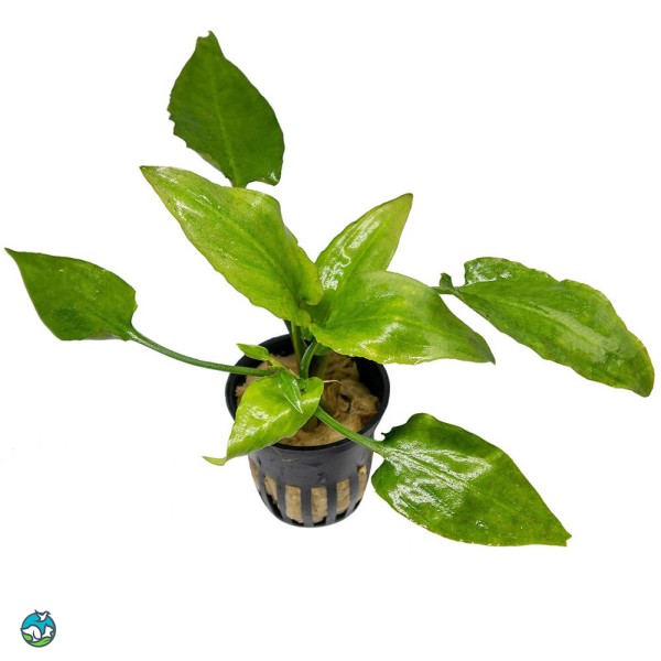 玫瑰桃叶椒草-1