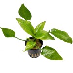 玫瑰桃叶椒草-缩略图-1