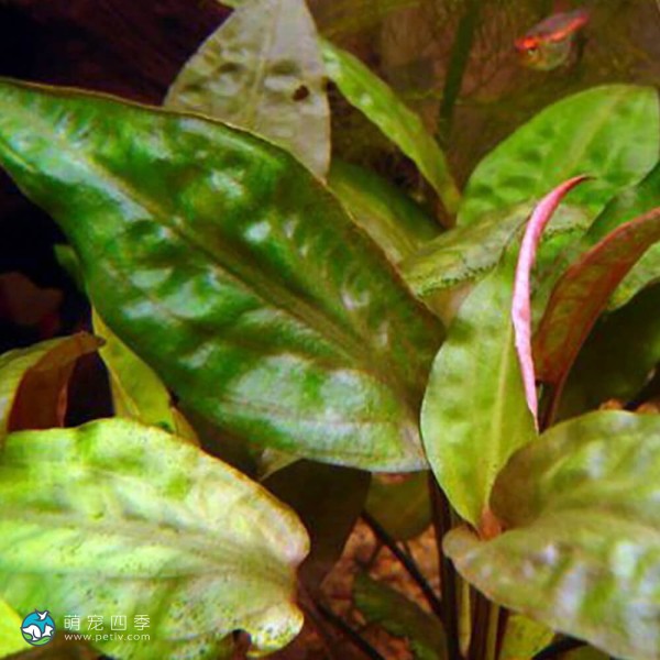 玫瑰桃叶椒草-2