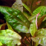 玫瑰桃叶椒草-缩略图-2