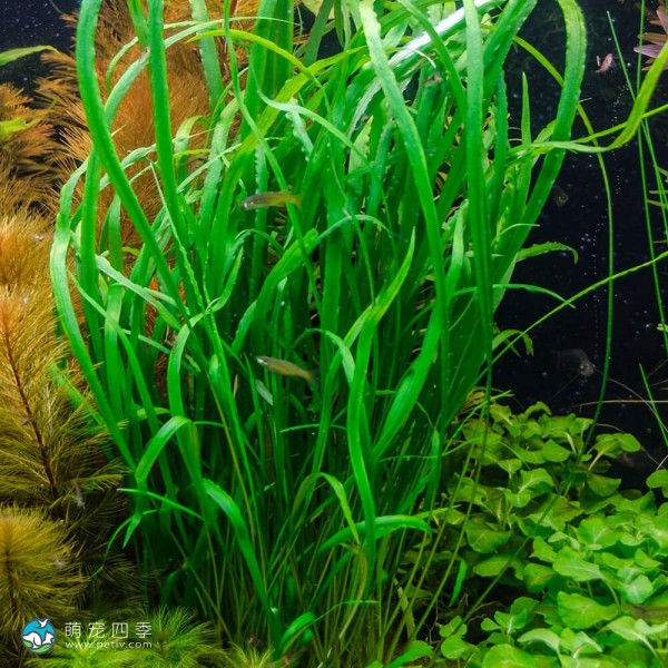 高帝螺旋椒草-1