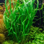 高帝螺旋椒草-缩略图-1