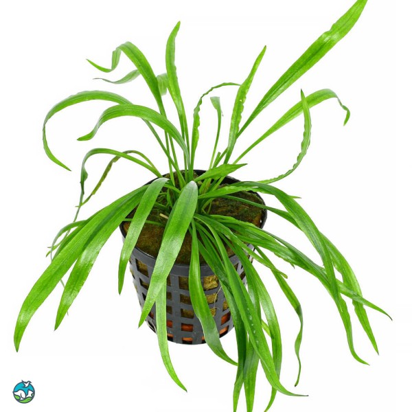 高帝螺旋椒草-2