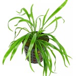 高帝螺旋椒草-缩略图-2