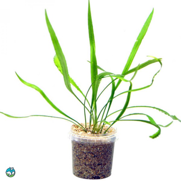 高帝螺旋椒草-3