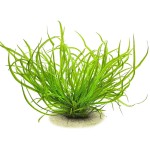 高帝螺旋椒草-缩略图-4