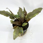 棕波浪椒草-缩略图-1