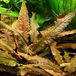 棕波浪椒草-缩略图-2