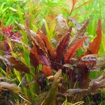 棕波浪椒草-缩略图-4