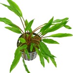 波浪椒草-缩略图-1