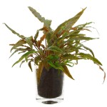 波浪椒草-缩略图-2