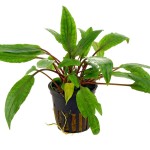 波浪椒草-缩略图-3