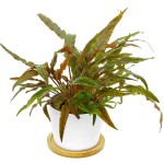 波浪椒草-缩略图-4