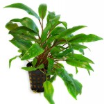 波浪椒草-缩略图-5