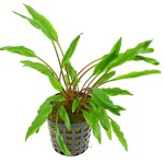 波浪椒草-缩略图-6