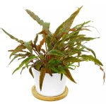 红波浪椒草-缩略图-2