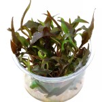 红波浪椒草-缩略图-3